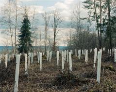 Das erste Foto von Timo Matthies. Zu sehen sind weiße Pfosten in einem Waldstück.
