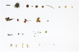Skinless_exhibit_archiv